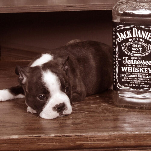 A Small Dog Beside a Bottle