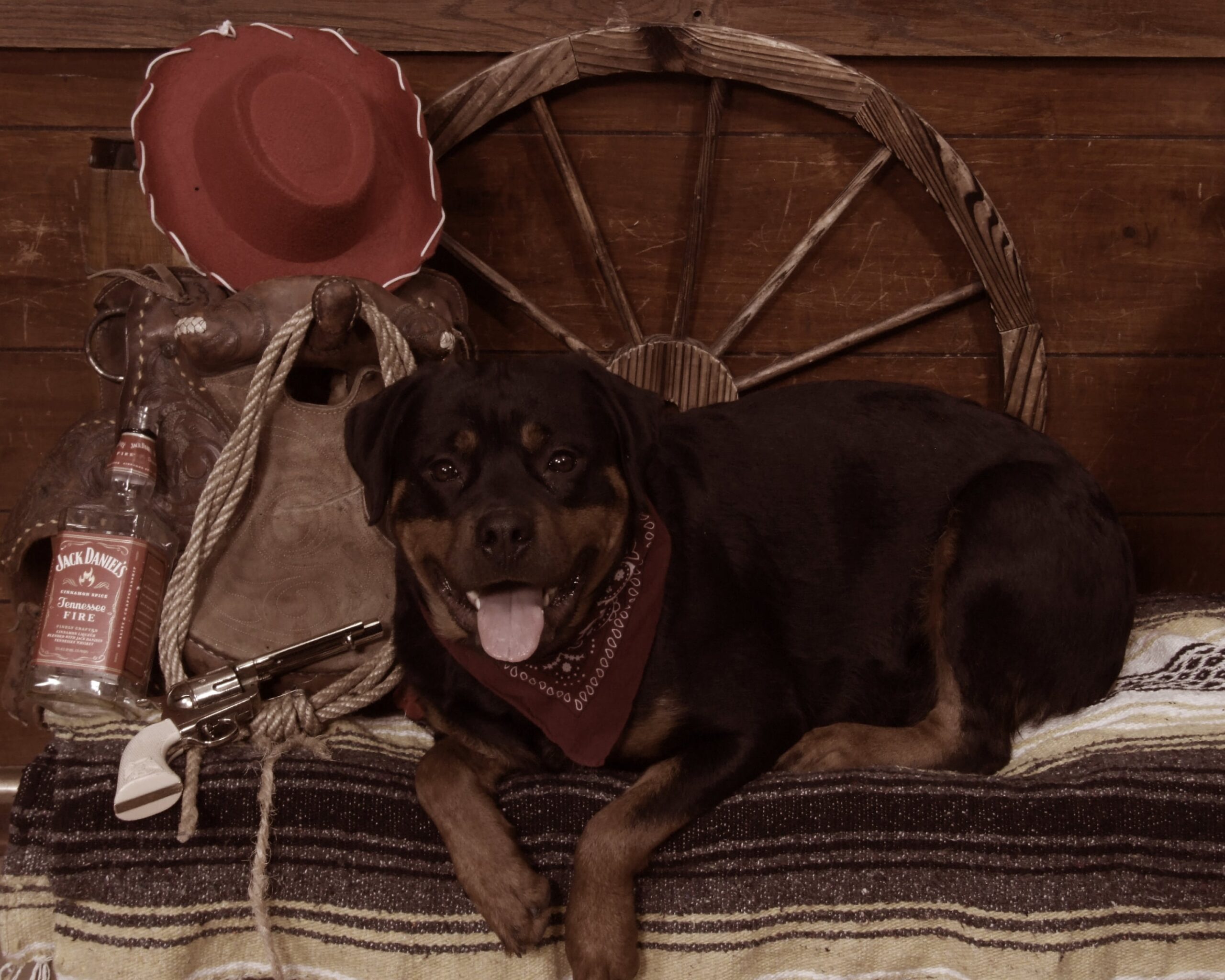 Cowboy Theme Dog
