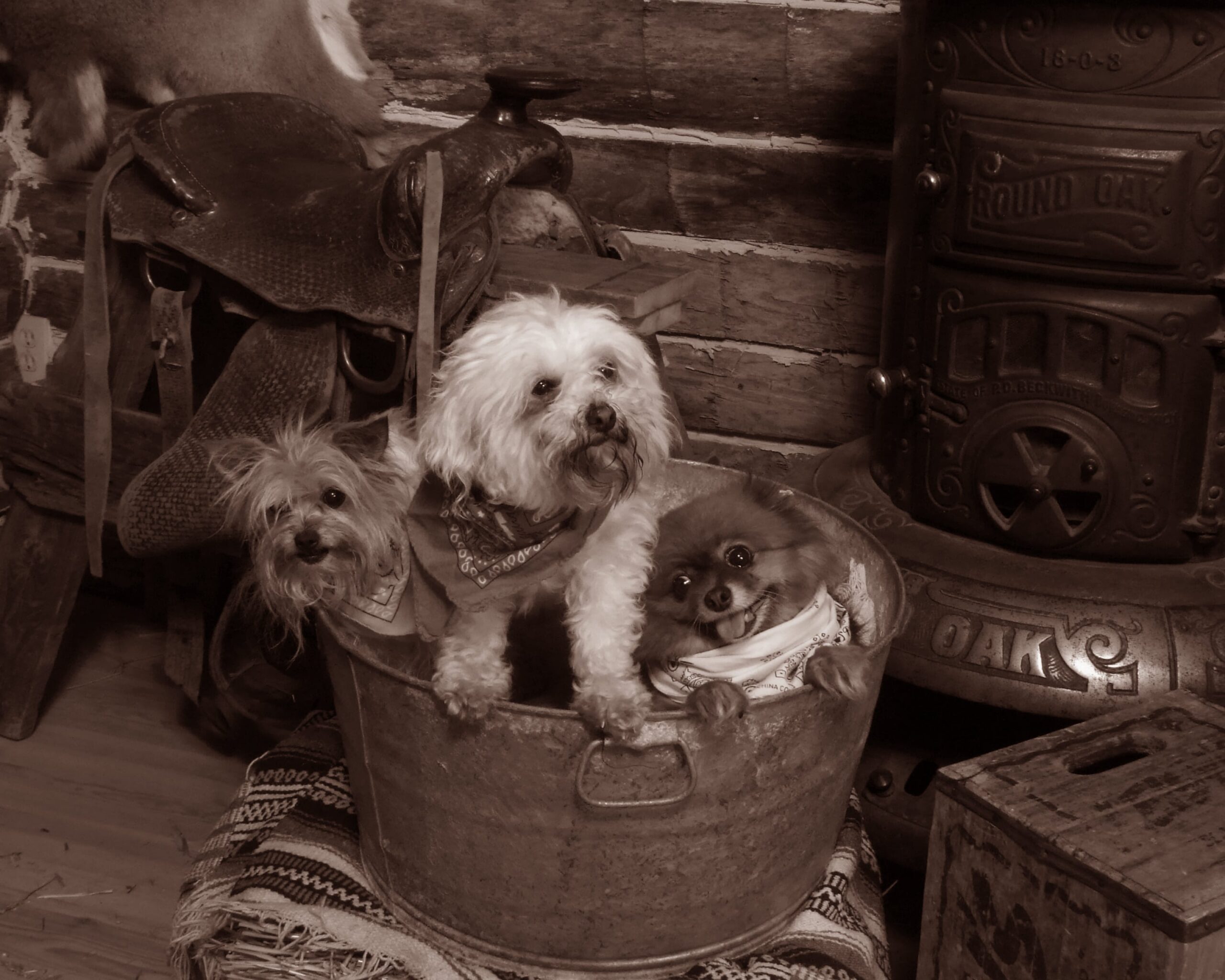 Three Dogs in a Bucket