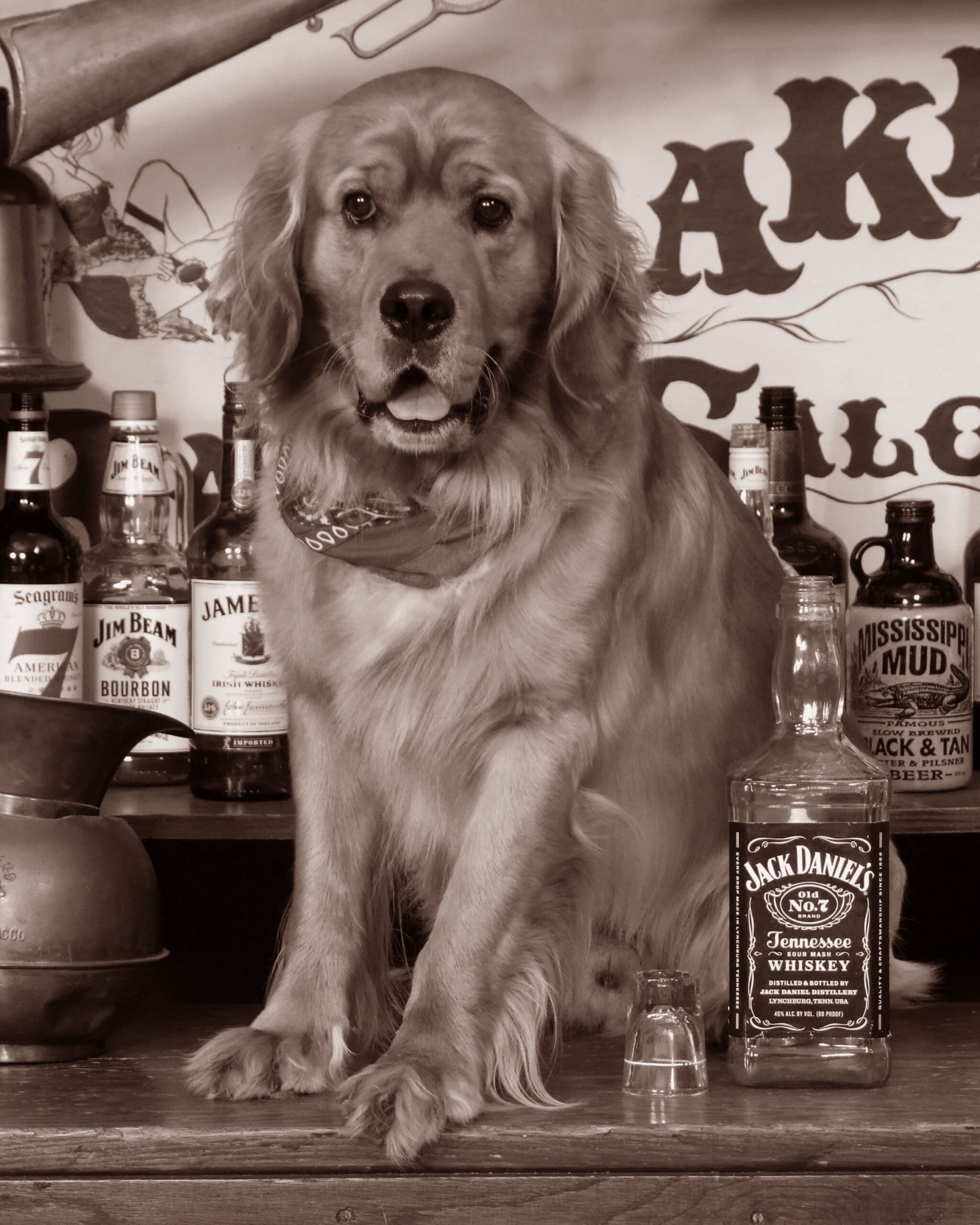 Dog with Jack Daniels