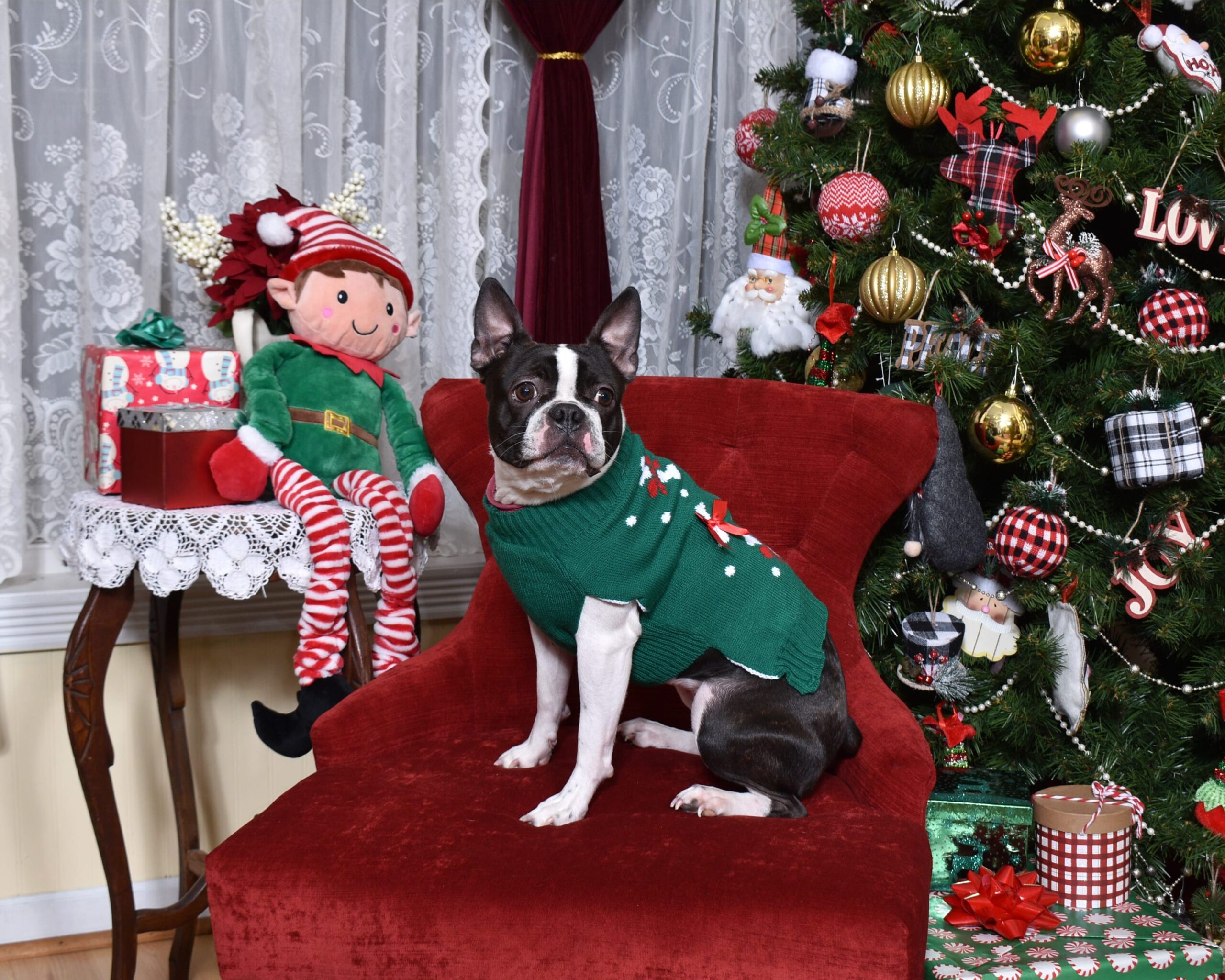 Christmas Theme Dog